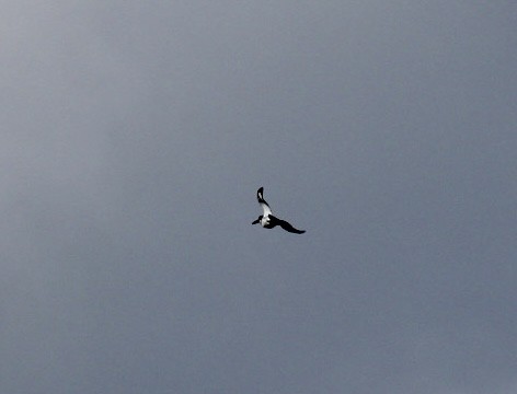 Belted Kingfisher - ML625561672