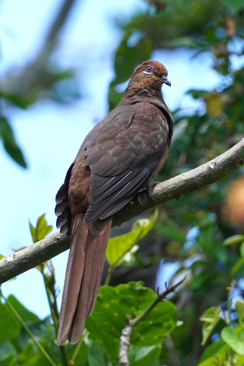 Brown Cuckoo-Dove - ML625561719