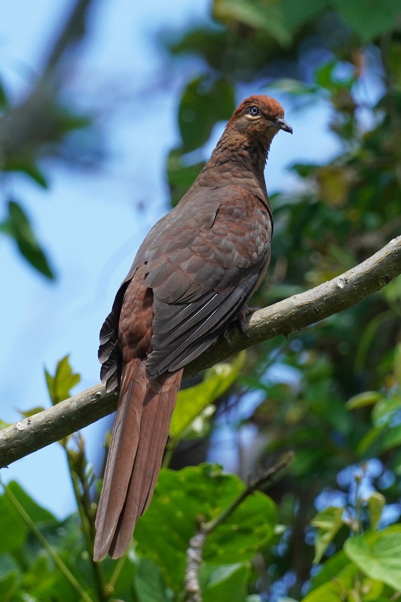 Brown Cuckoo-Dove - ML625561720