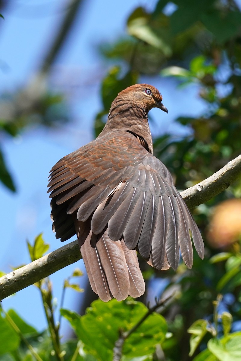 Brown Cuckoo-Dove - ML625561721