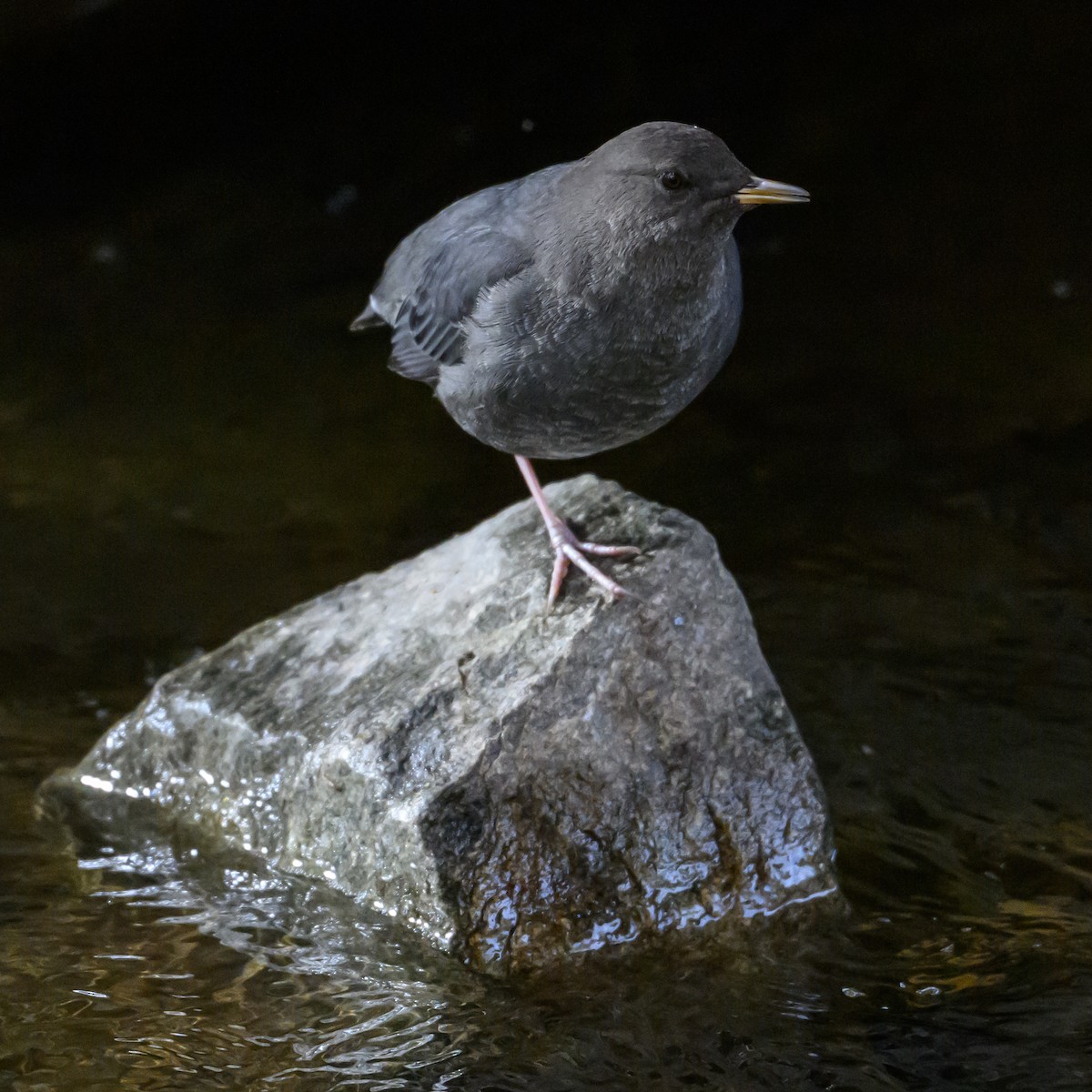 American Dipper - ML625561748