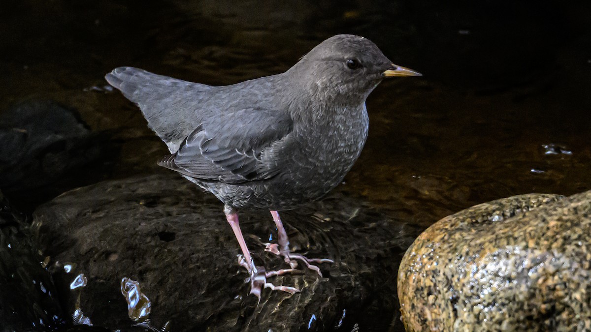 American Dipper - ML625561752