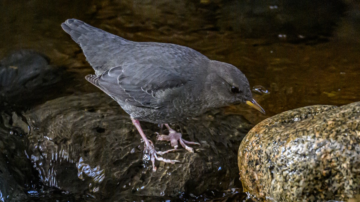 American Dipper - ML625561757