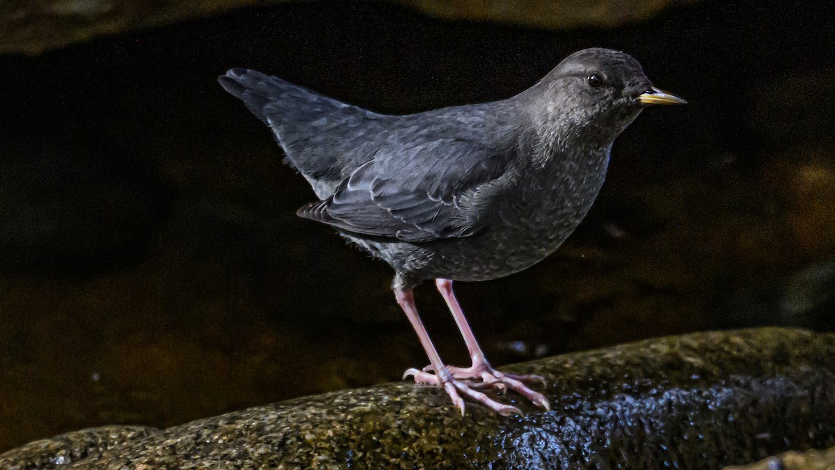 American Dipper - ML625561759