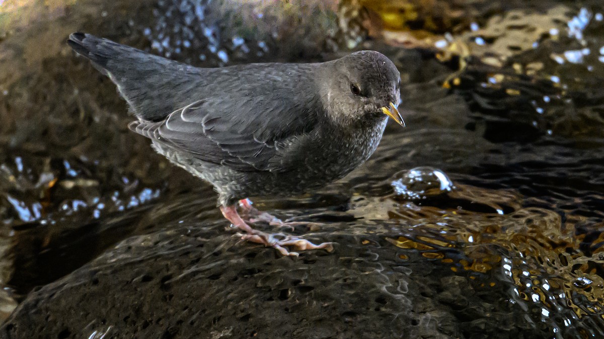 American Dipper - ML625561765