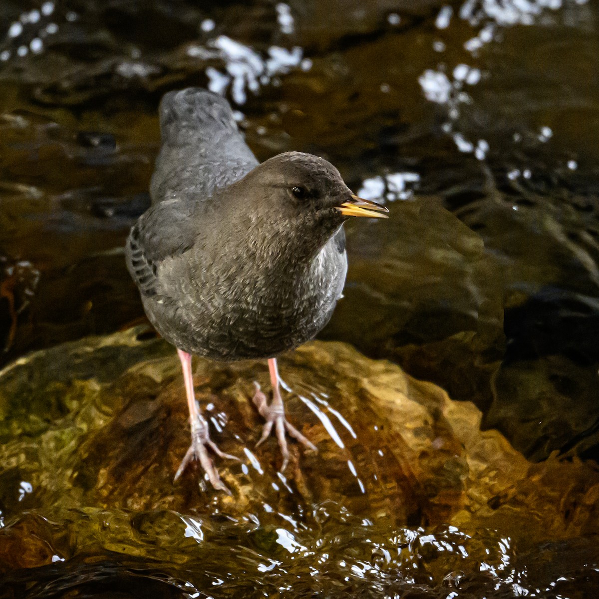 American Dipper - ML625561767