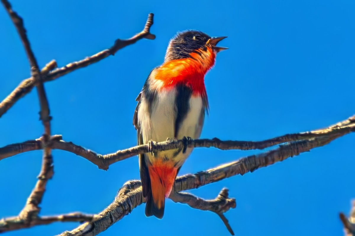 Mistletoebird - ML625561787