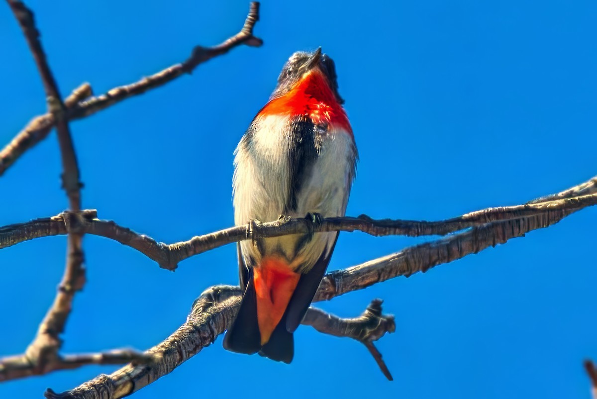 Mistletoebird - ML625561788