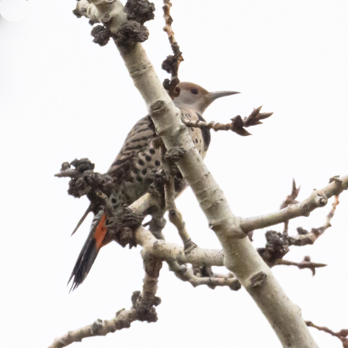 Northern Flicker - ML625561802