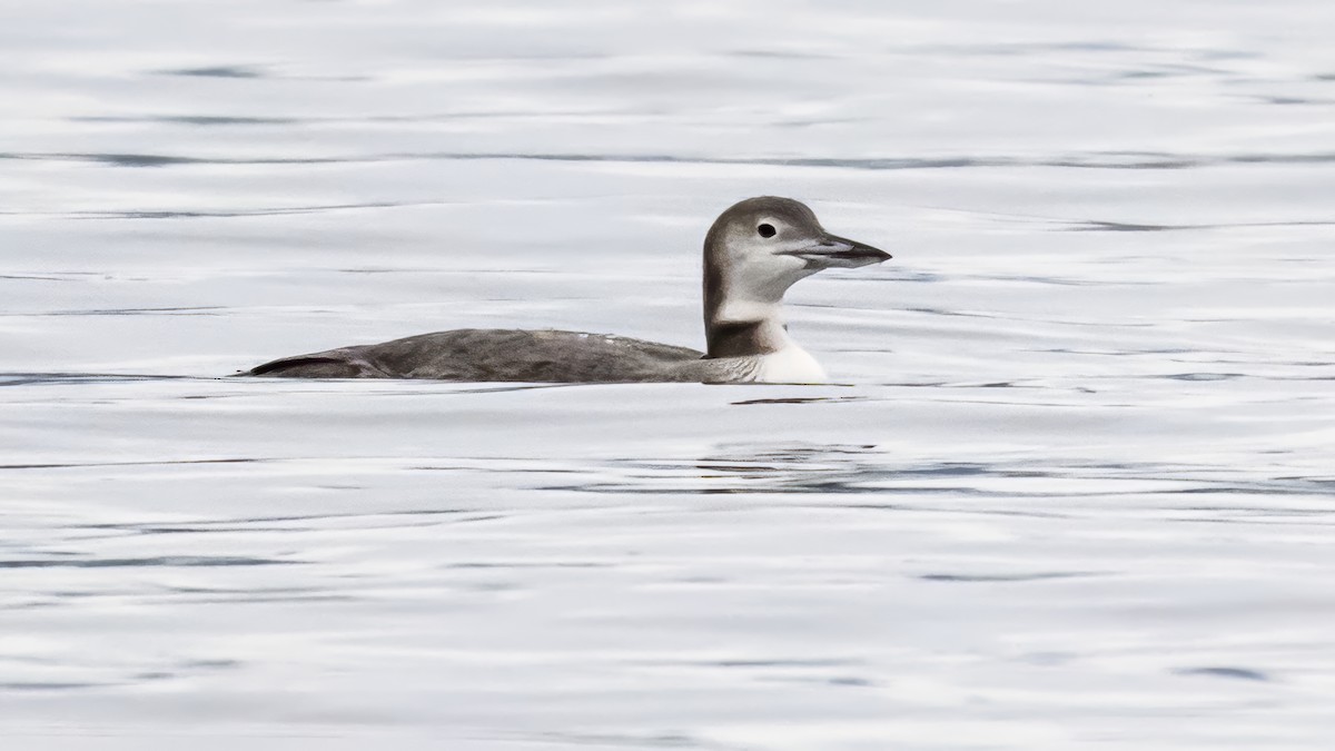 Common Loon - ML625561806