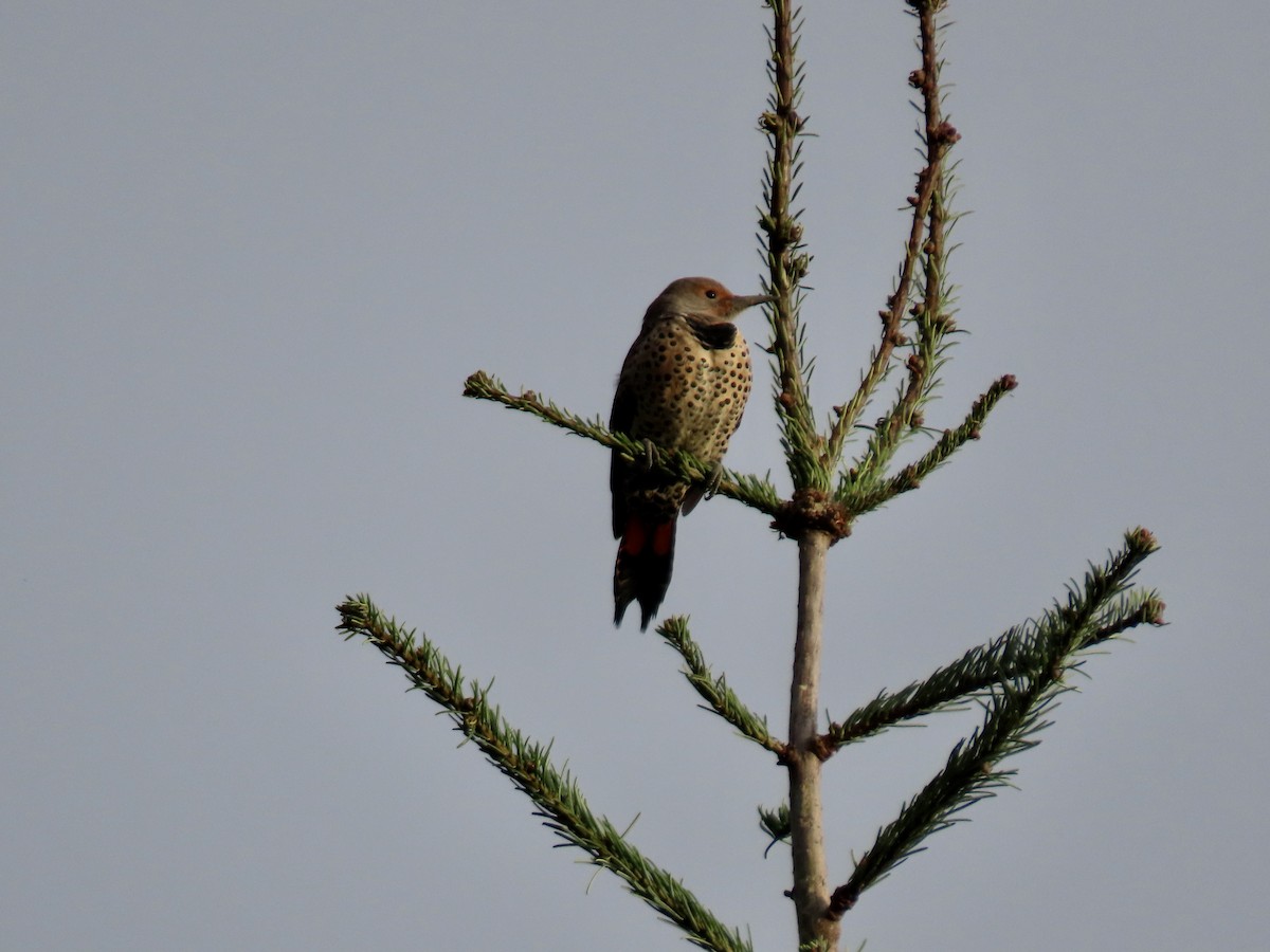 Northern Flicker - ML625561829