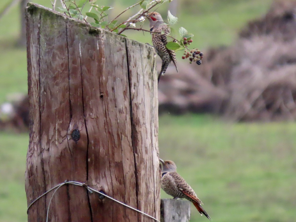 Northern Flicker - George Gerdts