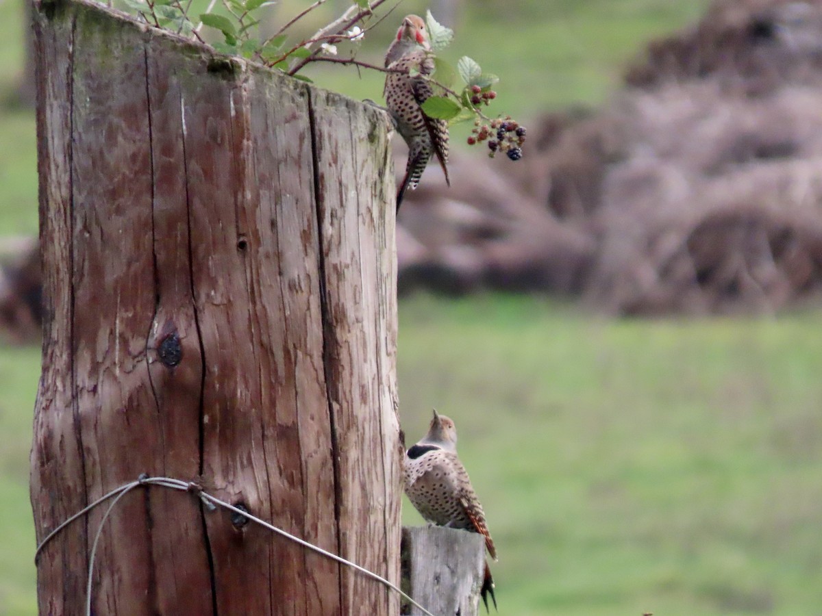 Northern Flicker - ML625561831