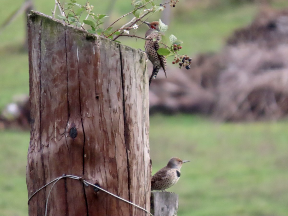 Northern Flicker - ML625561832