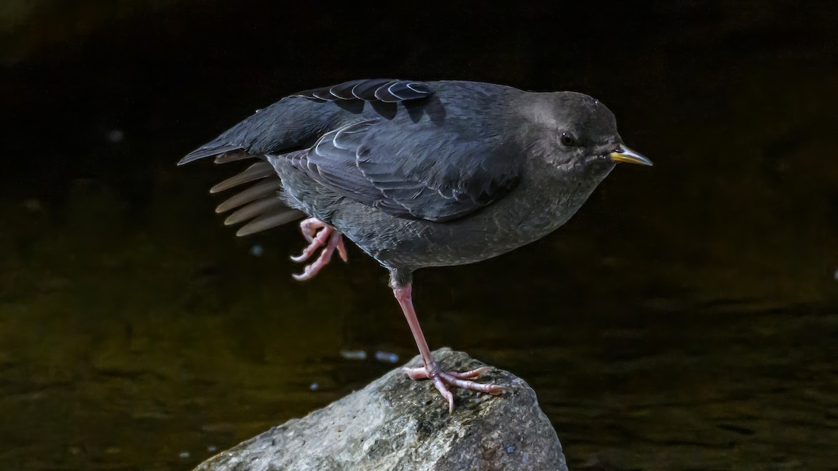 American Dipper - ML625561837