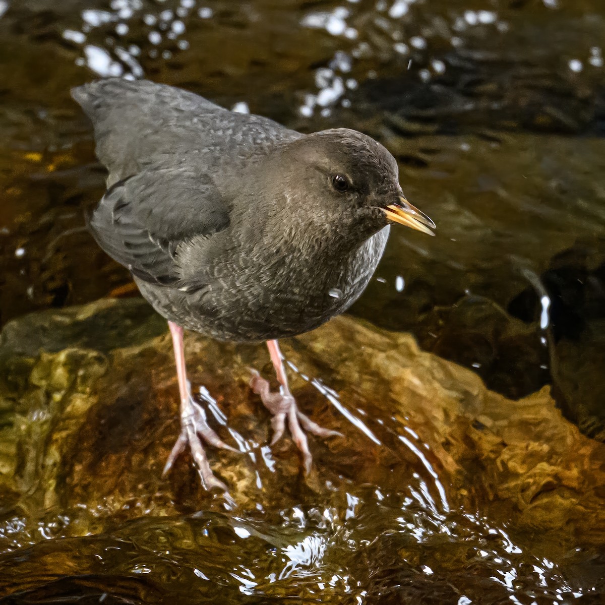 American Dipper - ML625561839