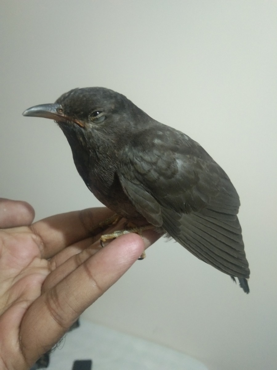 Gray-bellied Cuckoo - Ramu Alluri