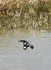 Belted Kingfisher - ML625561919