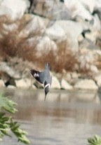 Belted Kingfisher - ML625561920