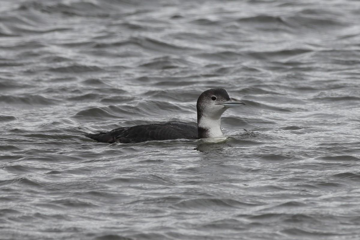 Common Loon - Eric Habisch