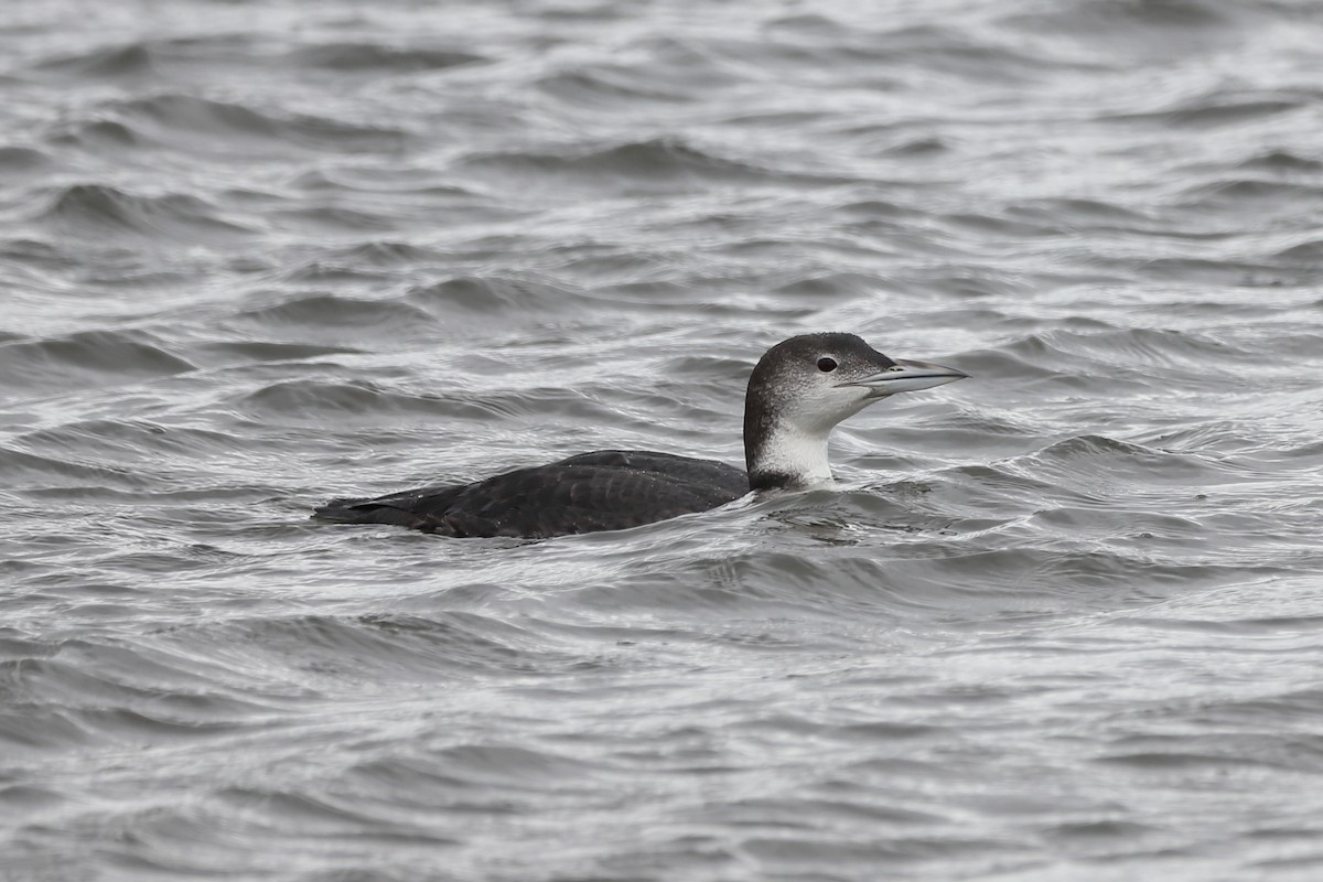 Common Loon - ML625561947