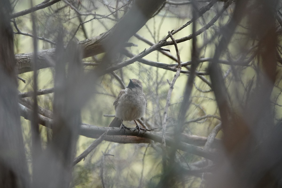 Rufous Songlark - ML625561950