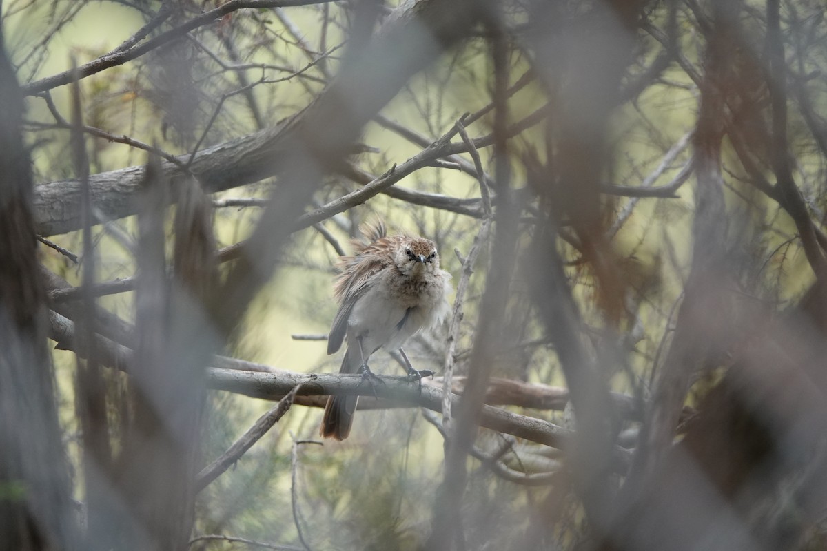 Rufous Songlark - ML625561951