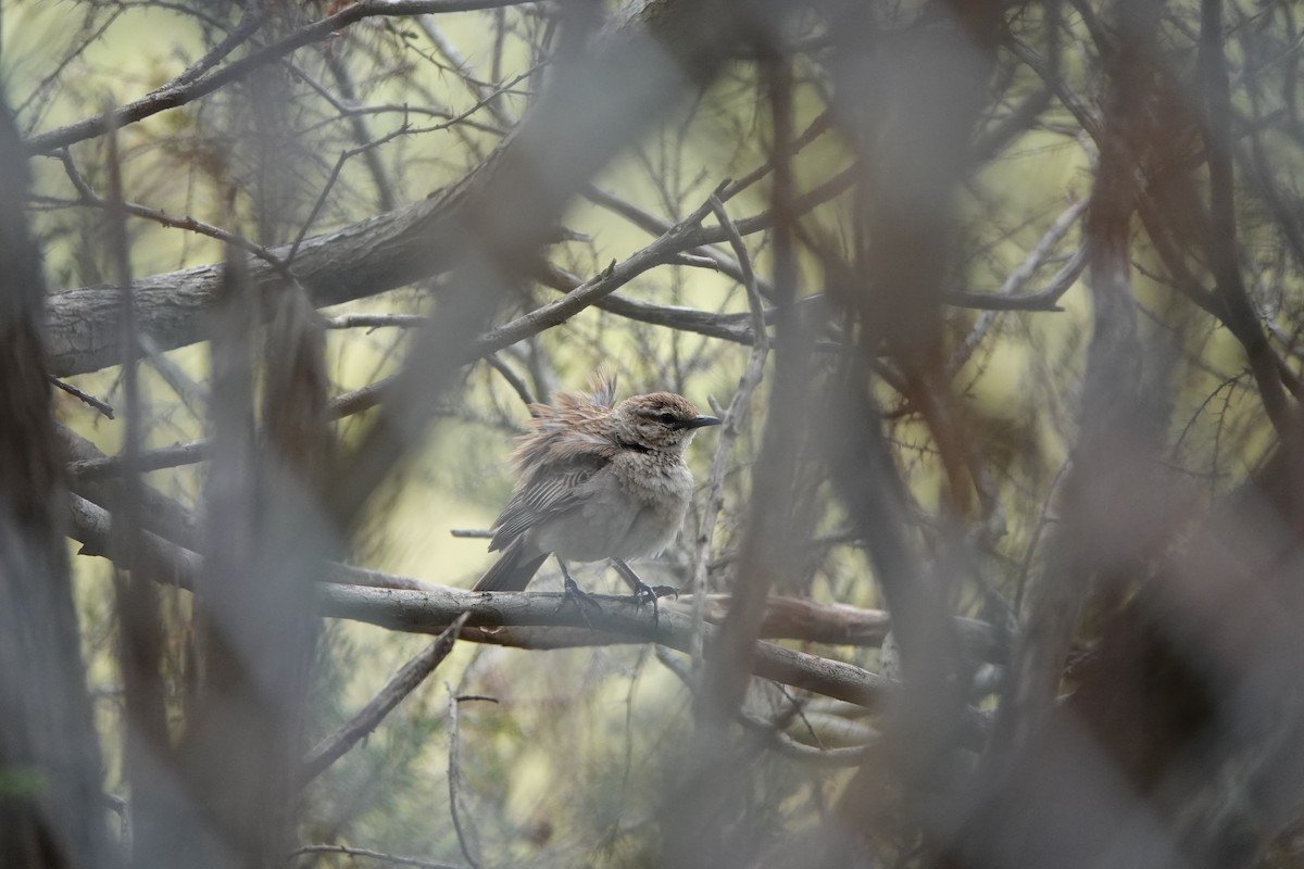 Rufous Songlark - ML625561952