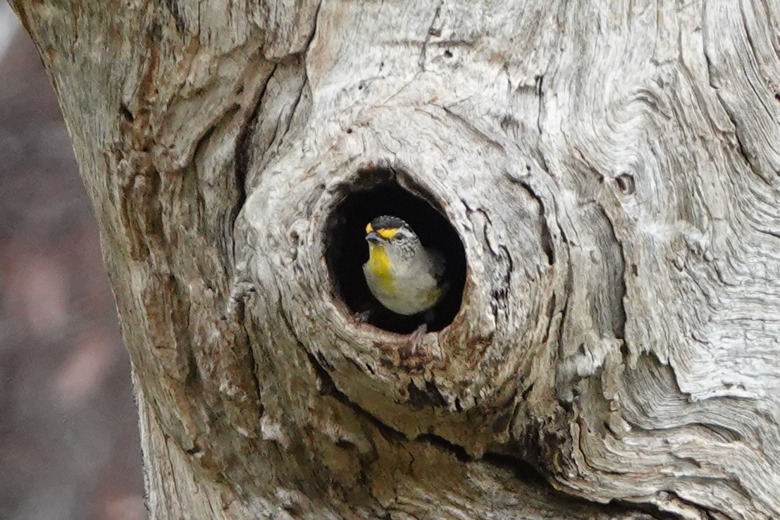 Striated Pardalote (Eastern) - ML625561963