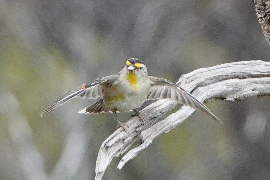 Striated Pardalote (Eastern) - ML625561964