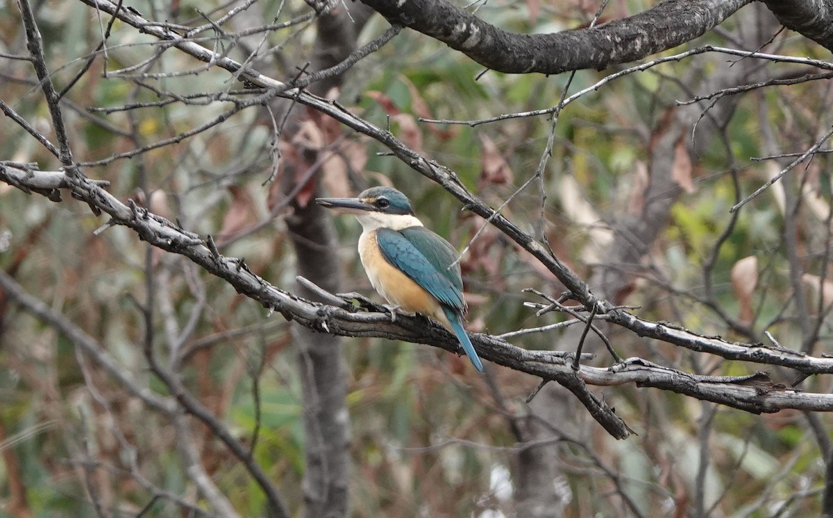 Sacred Kingfisher - ML625561967