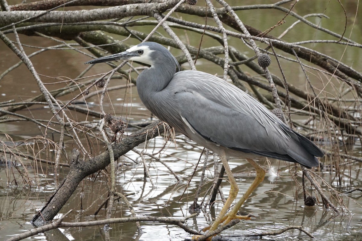 White-faced Heron - ML625561969