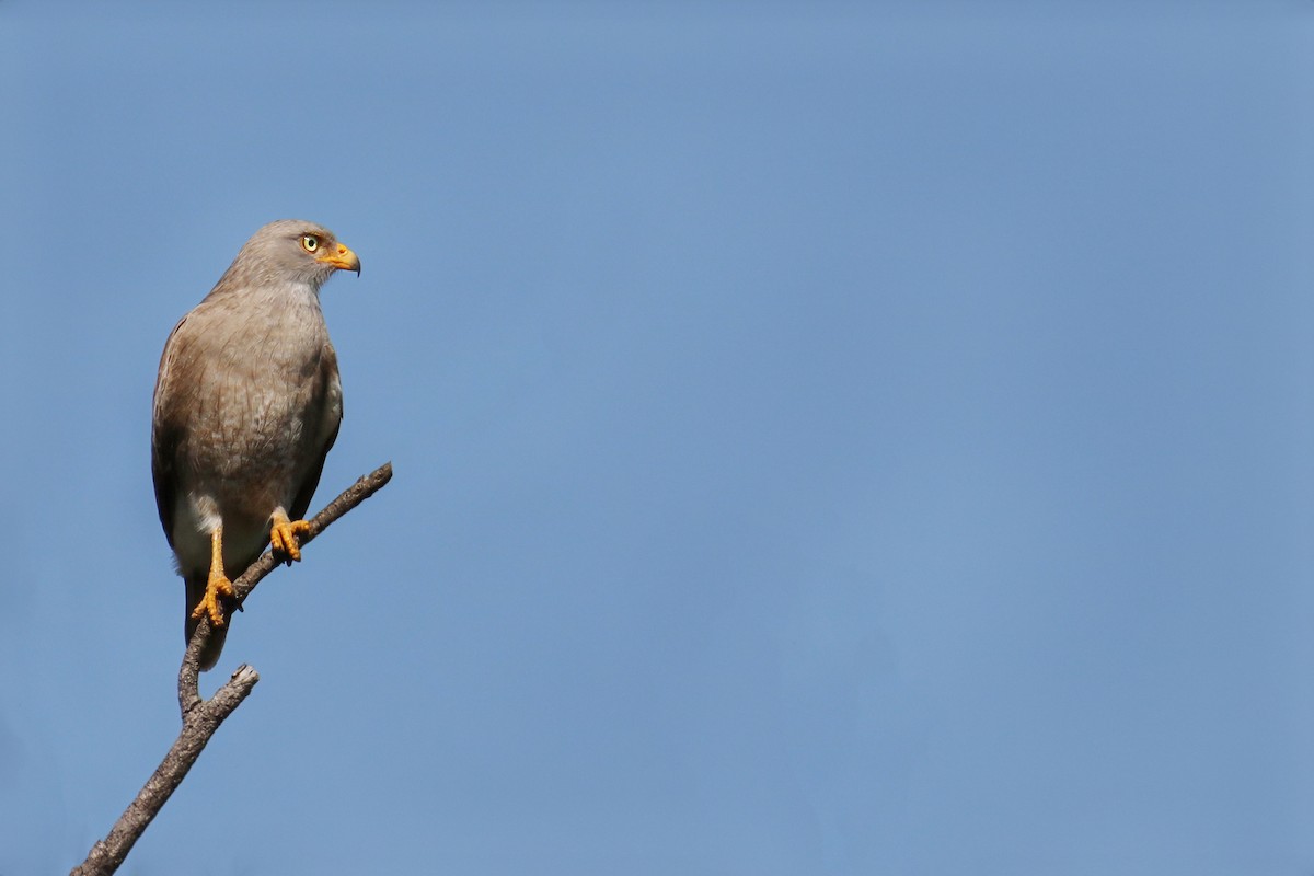 Rufous-winged Buzzard - ML625562007