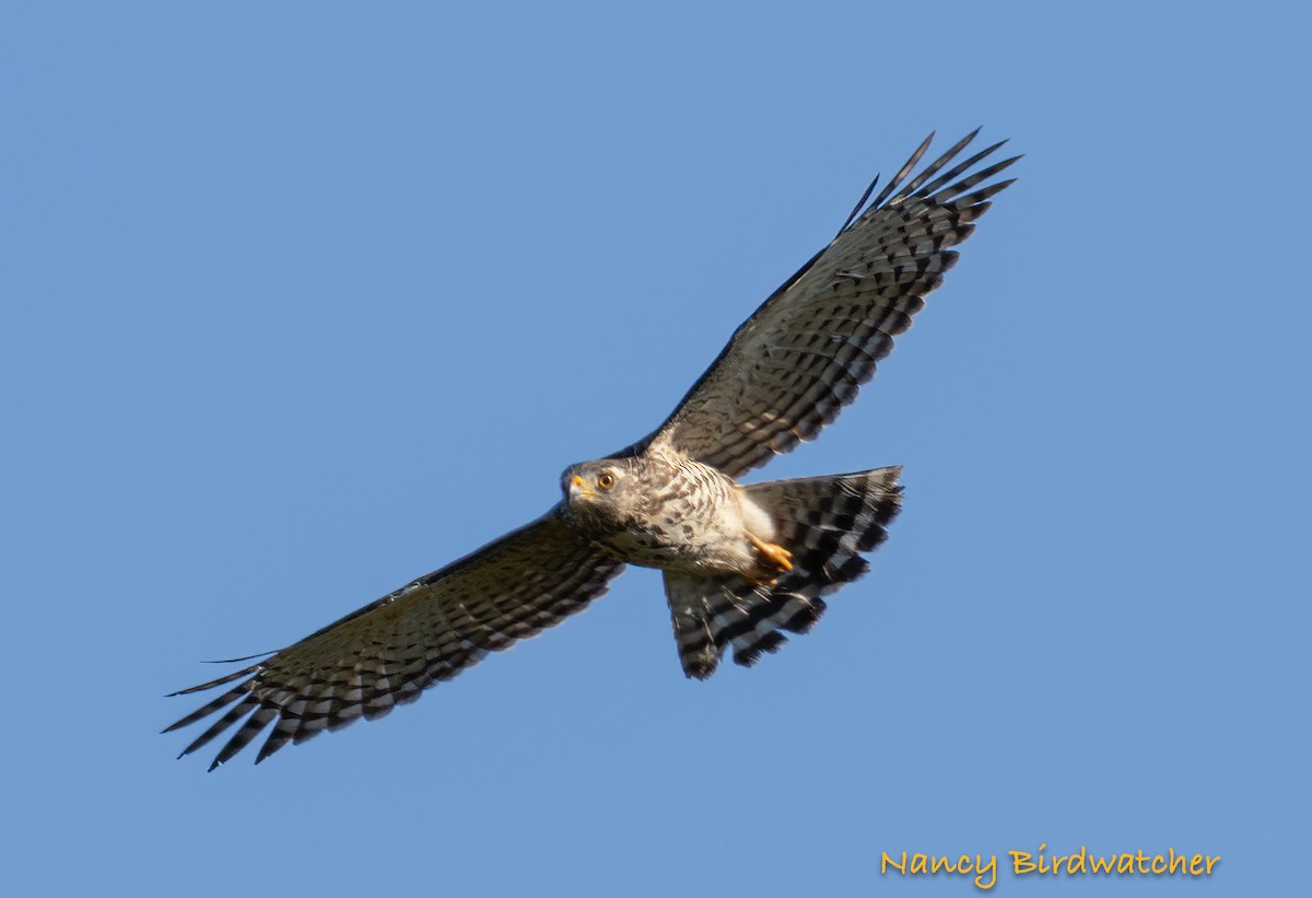 Roadside Hawk - ML625562008