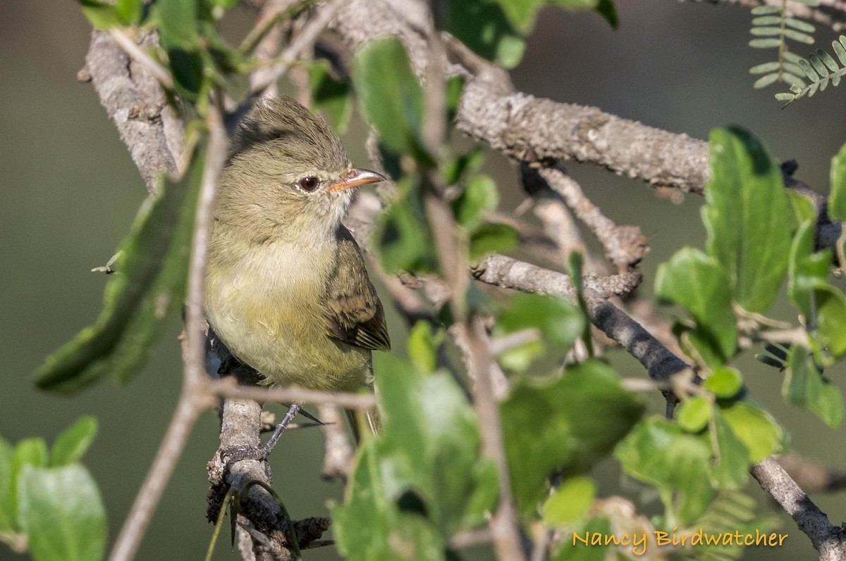 Northern Beardless-Tyrannulet - ML625562015