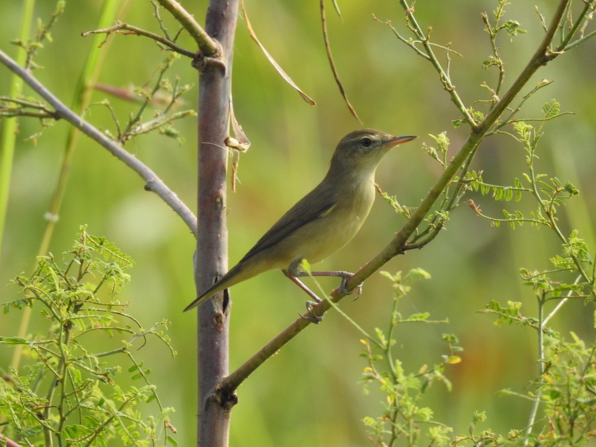 Clamorous Reed Warbler - Ramu Alluri