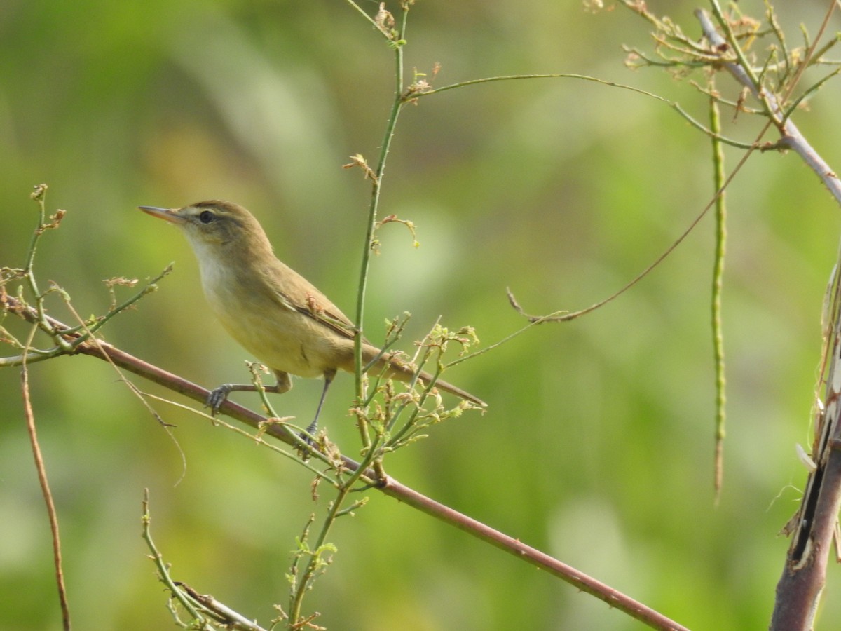 Clamorous Reed Warbler - ML625562021