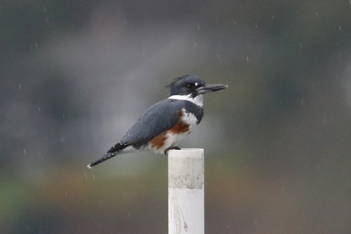 Belted Kingfisher - ML625562044