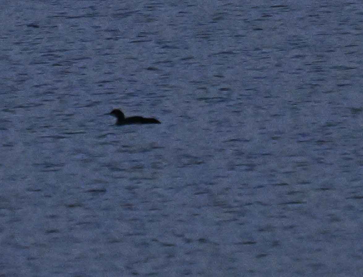 Common Loon - ML625562049