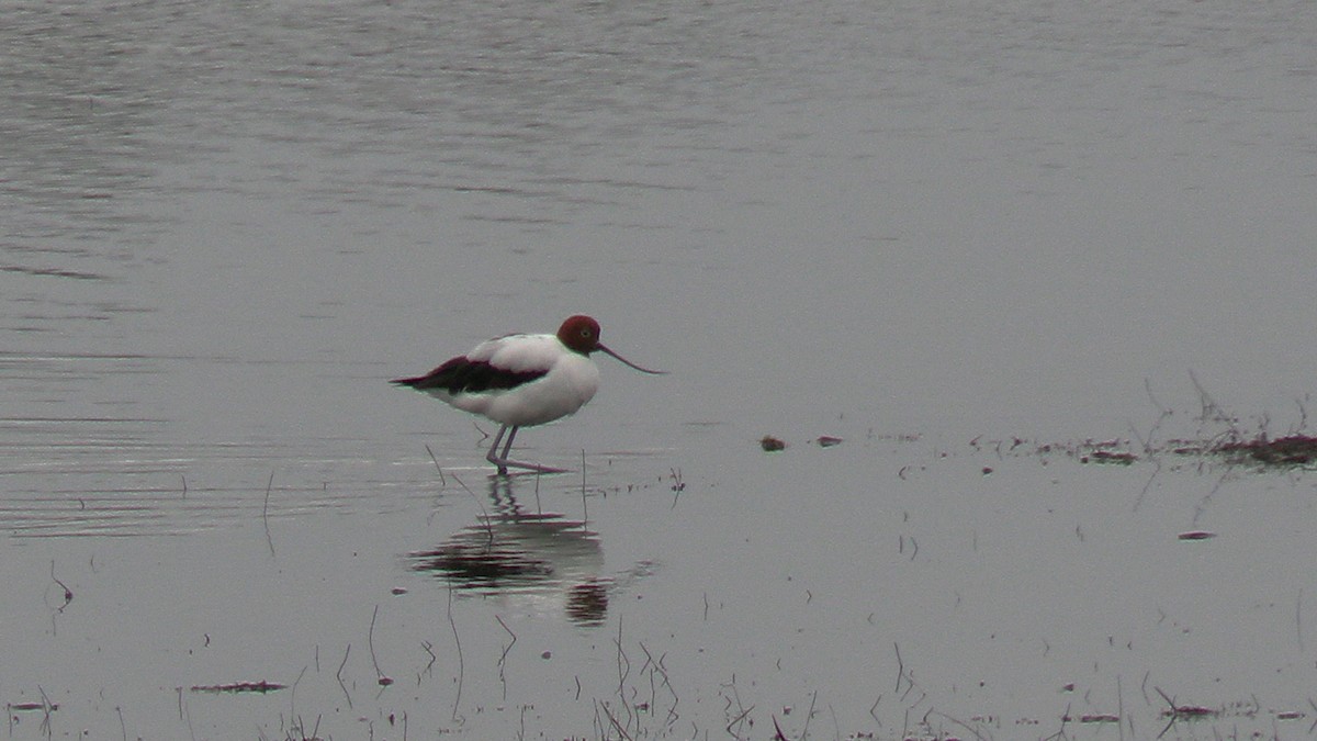 Red-necked Avocet - ML625562053