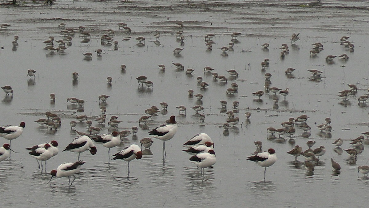 Red-necked Avocet - ML625562057