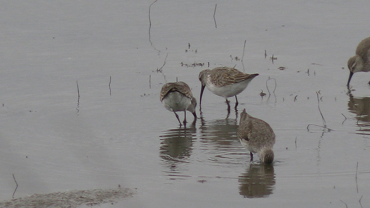 Curlew Sandpiper - ML625562063