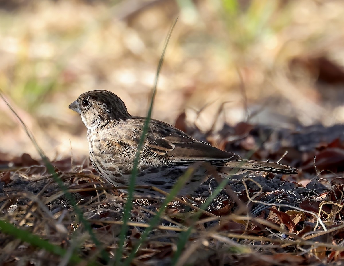 Lark Bunting - ML625562107