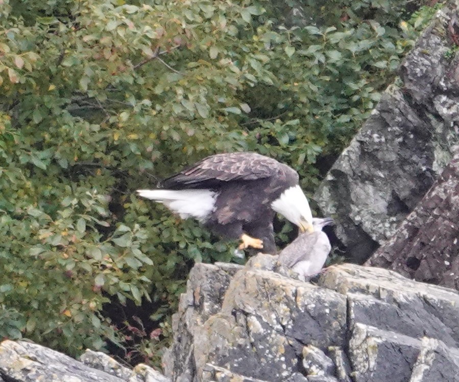 Bald Eagle - ML625562187