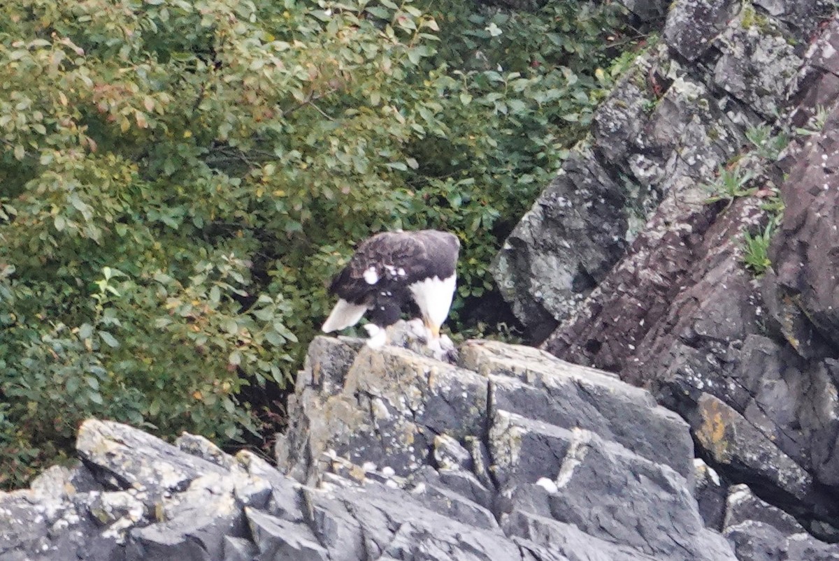 Bald Eagle - ML625562188