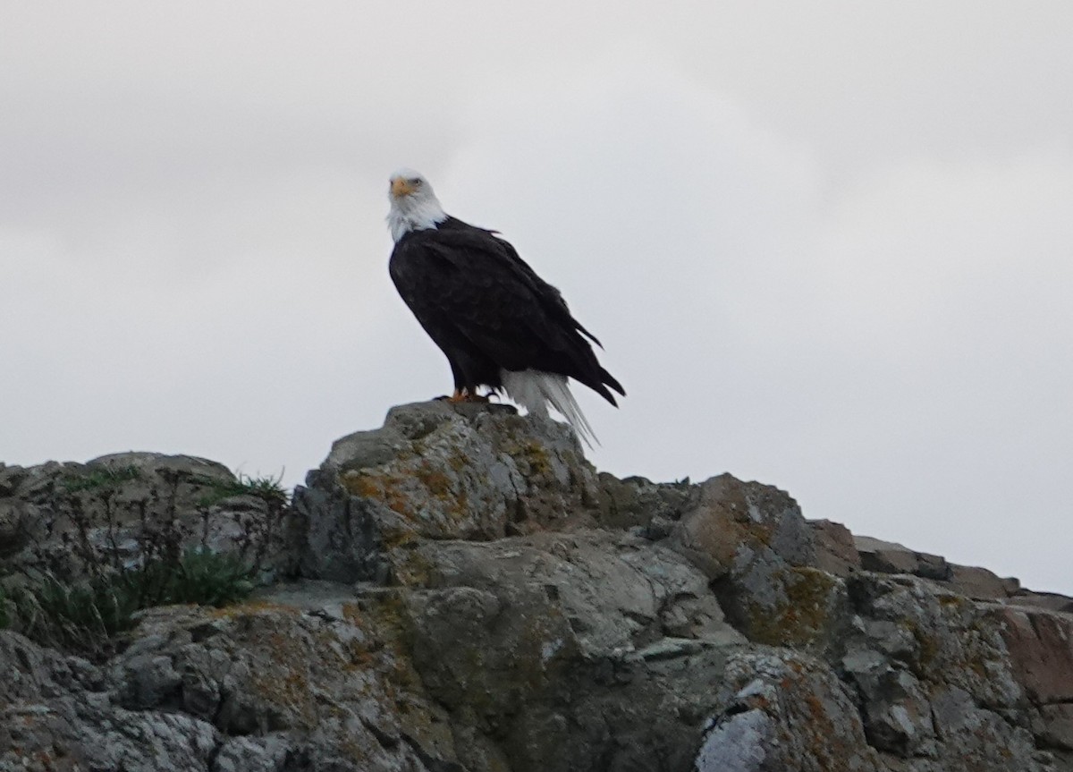 Bald Eagle - ML625562189