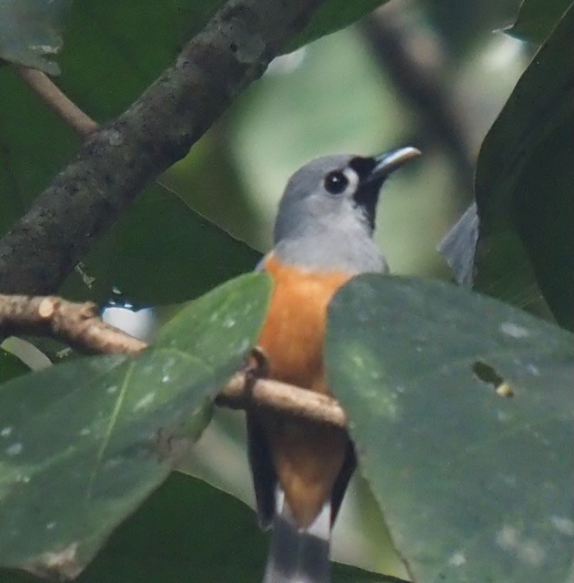 Black-faced Monarch - ML625562250