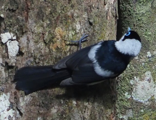 Pied Monarch - ML625562252