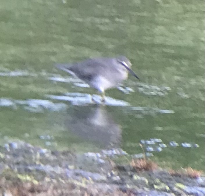 Gray-tailed Tattler - ML625562355