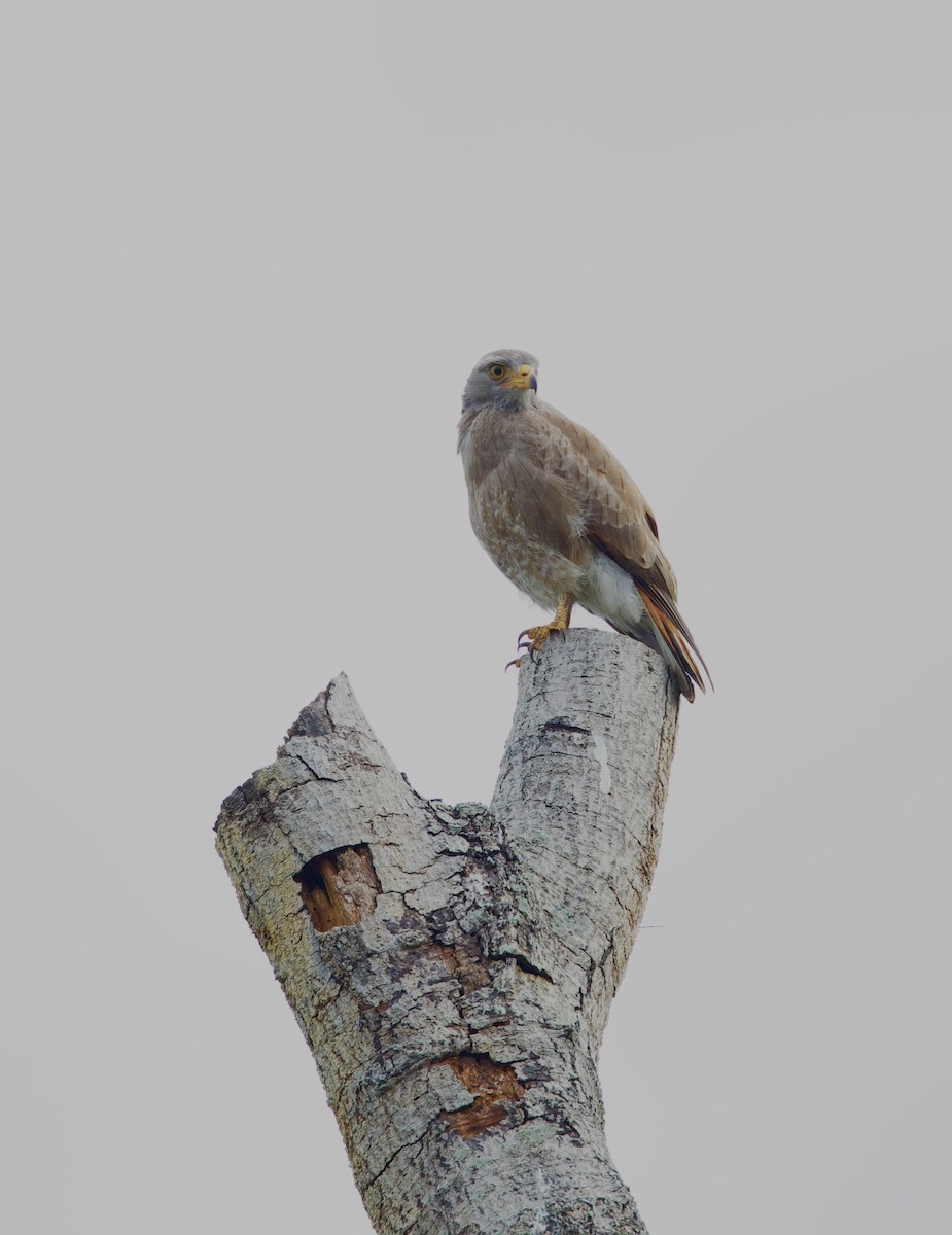 Rufous-winged Buzzard - ML625562371